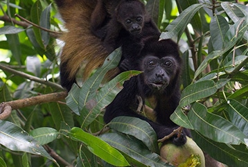howler monkey pachamama costa rica nature and wildlife