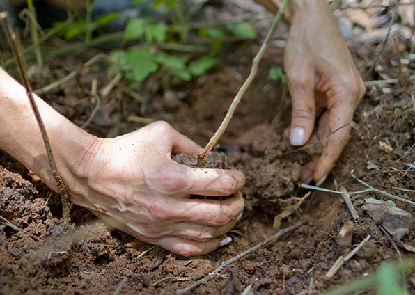 Community Healthy Eating Eco Village forest jungle nature Earth conscious life reforestation planting transformation wildlife ecosystem trees waste reduction soil regeneration organic agriculture superfoods greenhouse clean energy Pachamama Costa Rica environment spiritual mother earth love eco village