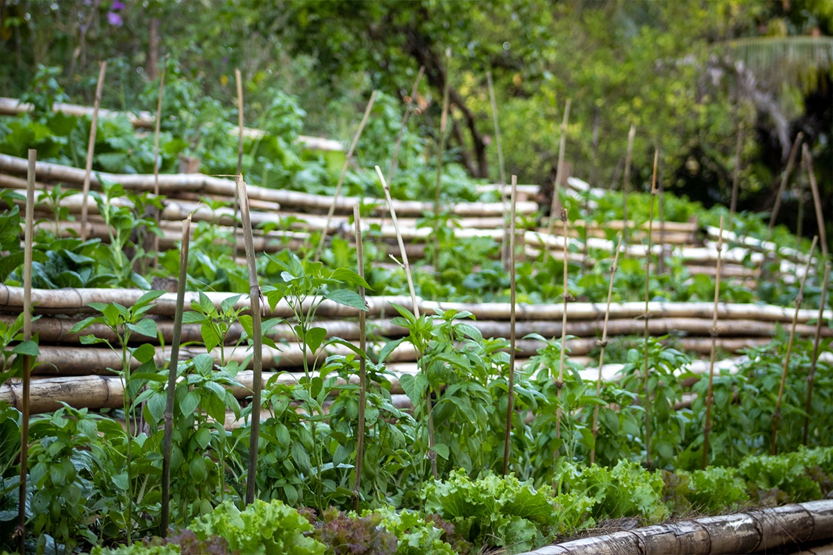 Community Healthy Eating Eco Village forest jungle nature Earth conscious life reforestation planting transformation wildlife ecosystem trees waste reduction soil regeneration organic agriculture superfoods greenhouse clean energy Pachamama Costa Rica environment spiritual mother earth love eco village